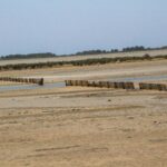 Salt marsh landscape with rows of wooden posts crossing sandy flats and shallow water – coastal wetland scene - nbcreations