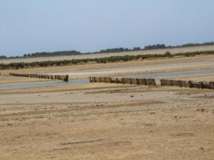 Salt marsh landscape with rows of wooden posts crossing sandy flats and shallow water – coastal wetland scene - nbcreations