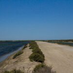 Dirt track between two water channels in a flat, sunlit landscape with low bushes – minimalist wetland scene - nbcreations
