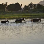 Three horses wading in a river at sunset, with palm trees and lush greenery in the background – tranquil rural scene - nbcreations