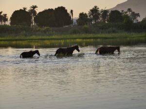 Three horses wading in a river at sunset, with palm trees and lush greenery in the background – tranquil rural scene - nbcreations