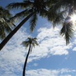 Sunbeam shining through palm trees on the coast – tropical sunlight effect - nbcreations