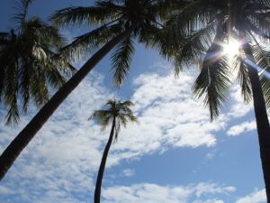 Sunbeam shining through palm trees on the coast – tropical sunlight effect - nbcreations