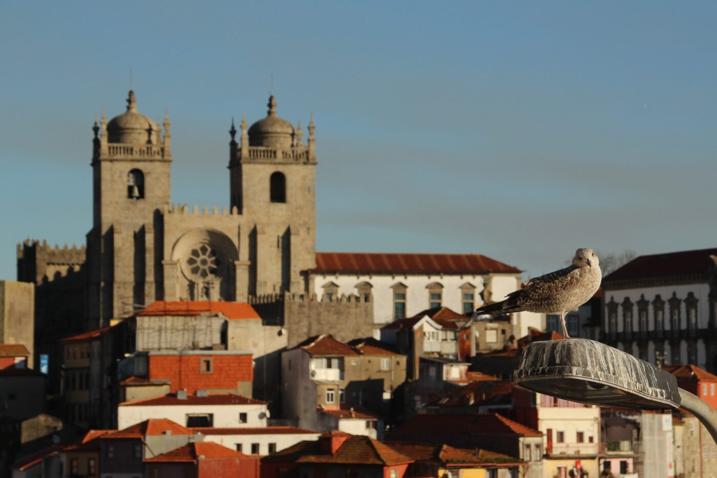 Rooftop view of Porto with cathedral in the background and seagull in the foreground looking at the camera – Portuguese cityscape - nbcreations
