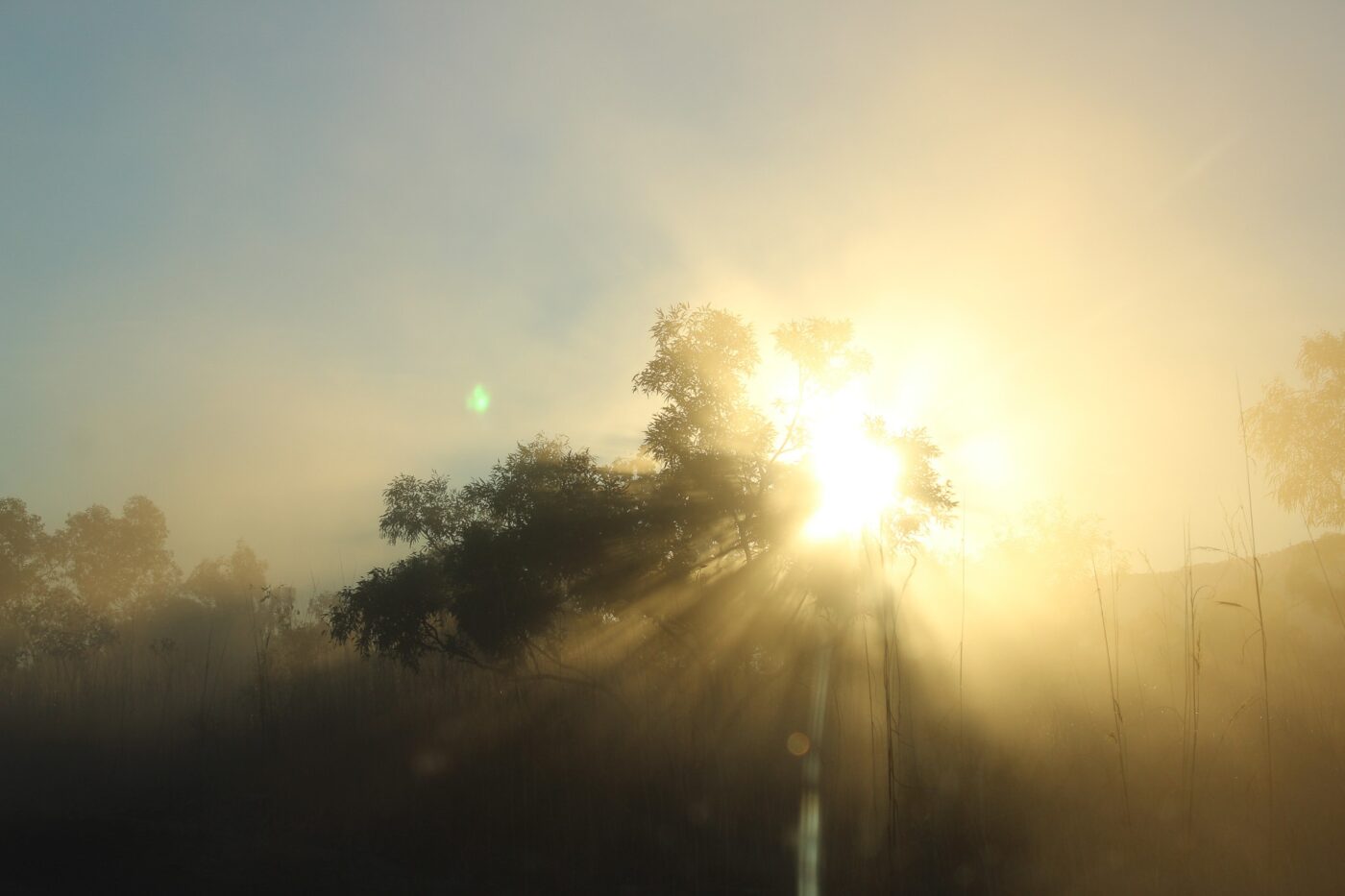 Sunbeam shining through trees in a forest – natural light effect - nbcreations
