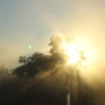 Sunbeam shining through trees in a forest – natural light effect - nbcreations