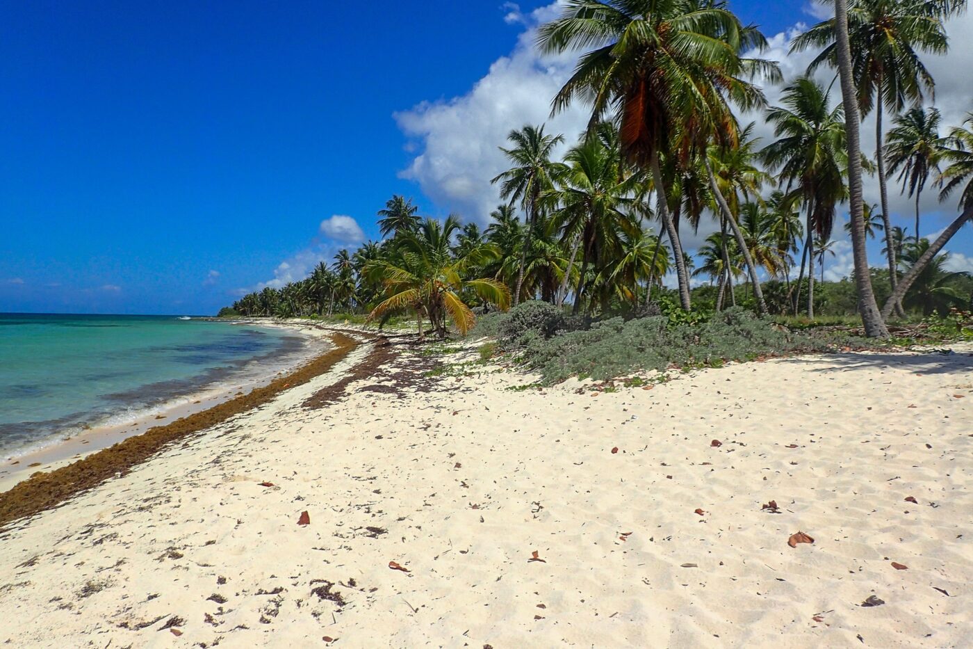 Sandy beach with palm trees in Santo Domingo – tropical Caribbean coast - nbcreations