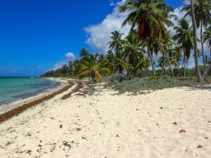 Sandy beach with palm trees in Santo Domingo – tropical Caribbean coast - nbcreations