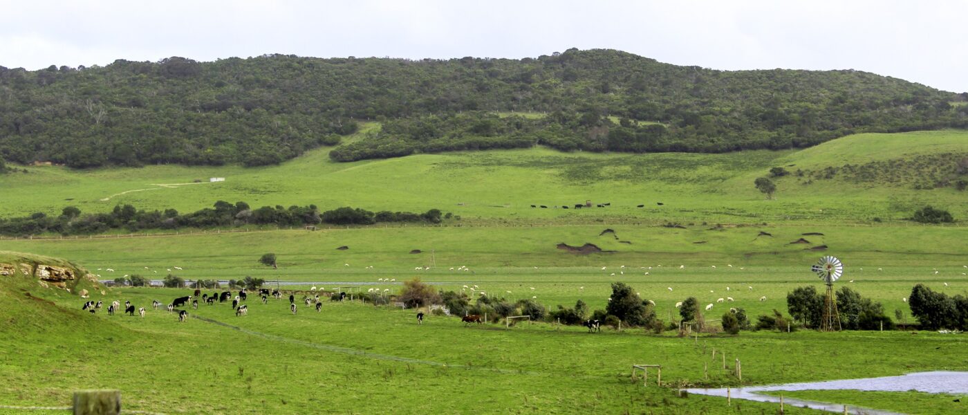 Panoramic view of a green countryside with cows and sheep grazing, rolling hills, trees and a windmill in the distance.