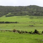 Panoramic view of a green countryside with cows and sheep grazing, rolling hills, trees and a windmill in the distance.