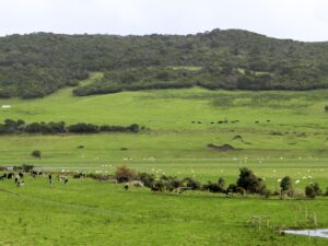 Panoramic view of a green countryside with cows and sheep grazing, rolling hills, trees and a windmill in the distance.