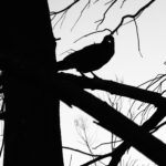 Silhouette of a bird perched on a tree branch with bare twigs against the sky – black and white graphic scene - nbcreations