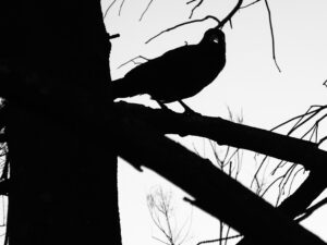 Silhouette of a bird perched on a tree branch with bare twigs against the sky – black and white graphic scene - nbcreations